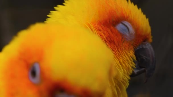 Papagájpapagáj Közelsége — Stock videók