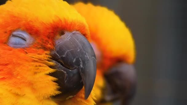 Close Parakeet Parrot — Video Stock