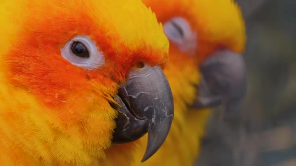 Perto Papagaio Periquito — Vídeo de Stock