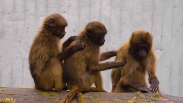 Zblízka Opice Sedí Kolem — Stock video