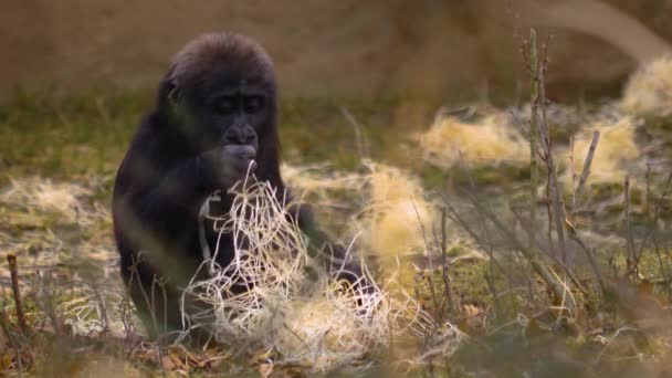 Közelkép Gorilláról Ahogy Üldögél Keres — Stock videók