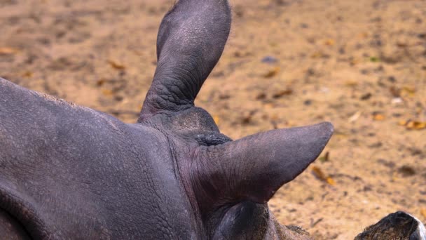 Primer Plano Rinoceronte Relajante — Vídeos de Stock