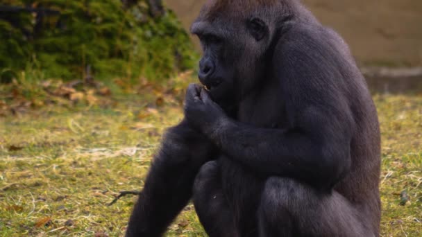 Närbild Gorilla Sitter Runt Och Söker — Stockvideo