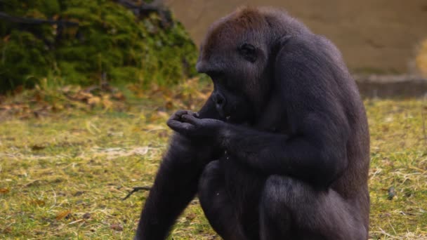 Nahaufnahme Eines Gorillas Der Herumsitzt Und Sucht — Stockvideo