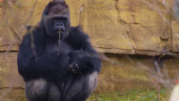 Primer Plano Del Gorila Sentado Alrededor Buscando — Vídeo de stock