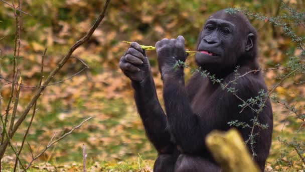 Close Gorilla Sitting Searching — Stock Video