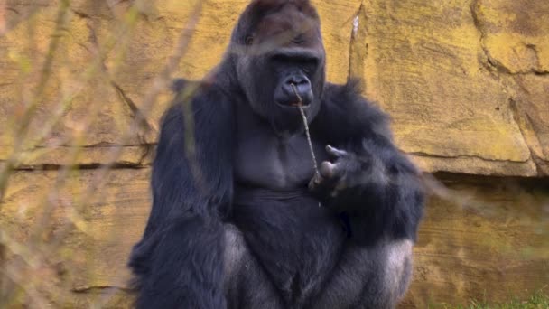 Gros Plan Gorille Assis Autour Recherche — Video