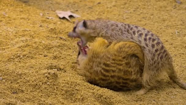 Close Meerkat Playing Sitting Desert — Vídeo de Stock