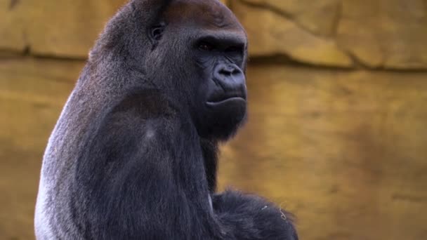 Primer Plano Del Gorila Sentado Alrededor Buscando — Vídeos de Stock