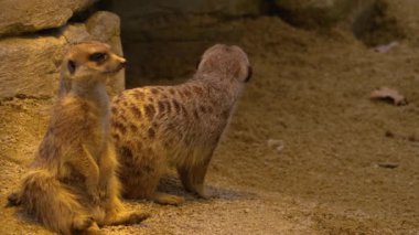 Çölde oyun oynayıp otururken mirketi kapat.