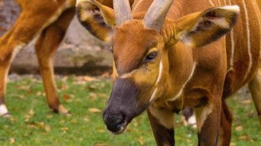 Baharın güneşli bir gününde Bongo antilopunun kapanışı.