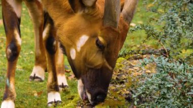 Baharın güneşli bir gününde Bongo antilopunun kapanışı.