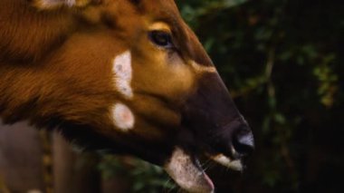 Baharın güneşli bir gününde Bongo antilopunun kapanışı.