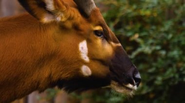 Baharın güneşli bir gününde Bongo antilopunun kapanışı.