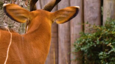 Baharın güneşli bir gününde Bongo antilopunun kapanışı.