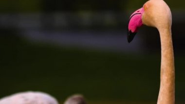 Etrafa bakınan kuşlara yaklaş.