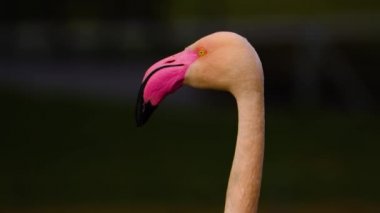 Etrafa bakınan kuşlara yaklaş.