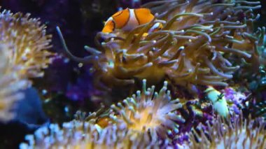 Suyun altında yüzen balıklara yakın.