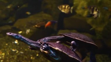 Etrafa bakan kaplumbağalara yaklaş.