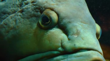 Suyun altında yüzen balıklara yakın.