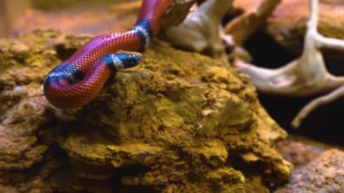 Etrafa bakan sürüngenlere yaklaş.