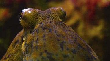 Ahtapot gövdesini ve başını kapatın..