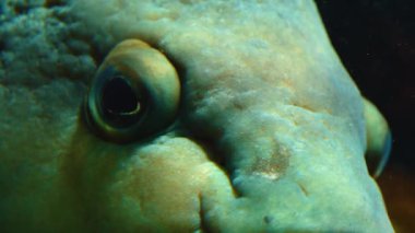 Suyun altında yüzen balıklara yakın.