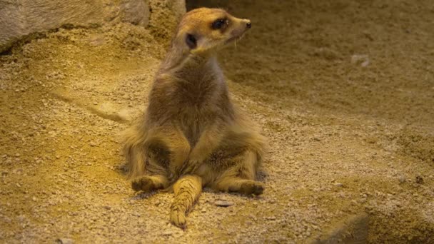 Κοντινό Πλάνο Της Meerkat Παίζει Και Κάθεται Γύρω Στην Έρημο — Αρχείο Βίντεο