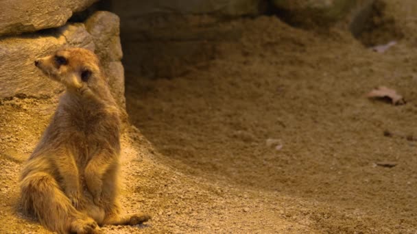 Close Meerkat Playing Sitting Desert — Stock Video