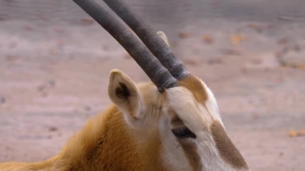 Gros Plan Tête Antilope Oryx — Video