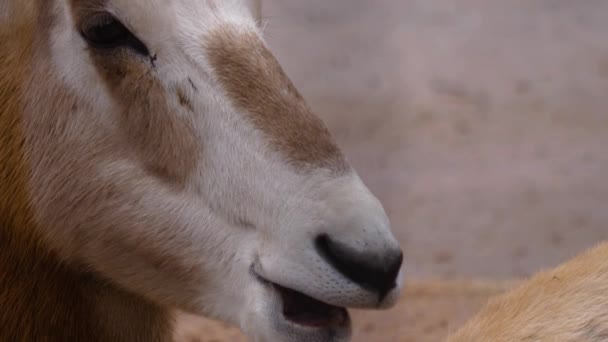Primer Plano Cabeza Del Antílope Oryx — Vídeos de Stock