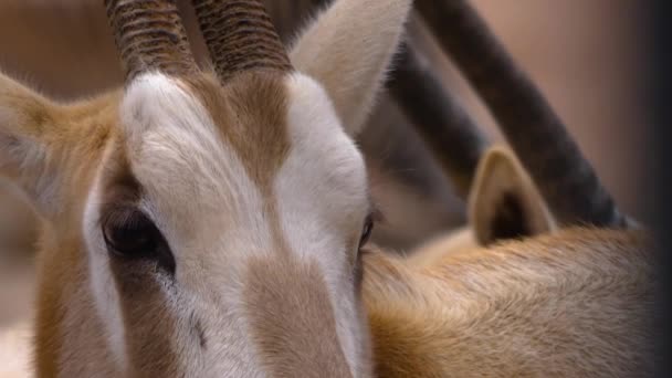 Close Oryx Antílope Cabeça — Vídeo de Stock