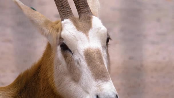 Close Oryx Antelope Head — Stock Video