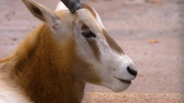 Close Oryx Antelope Head — стоковое видео