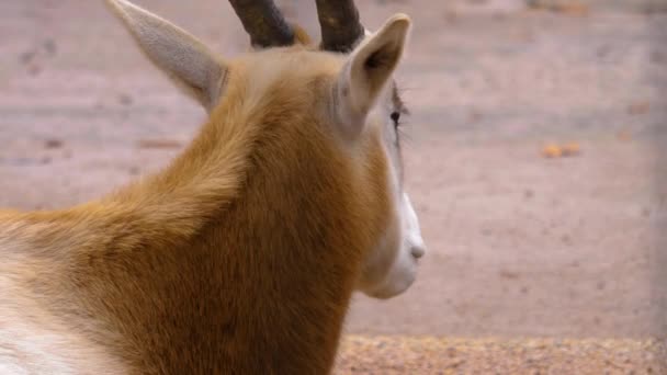 Close Oryx Antílope Cabeça — Vídeo de Stock