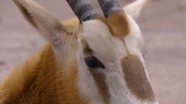 Close Van Oryx Antilope Kop — Stockvideo