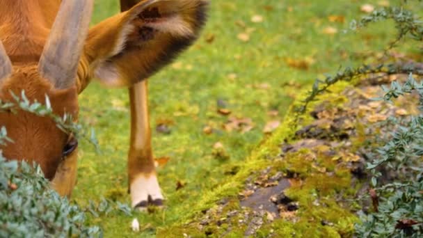 Gros Plan Antilope Bongo Par Une Journée Ensoleillée Printemps — Video