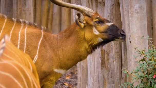 Bongo Antilop Közelsége Tavasszal Egy Napsütéses Napon — Stock videók