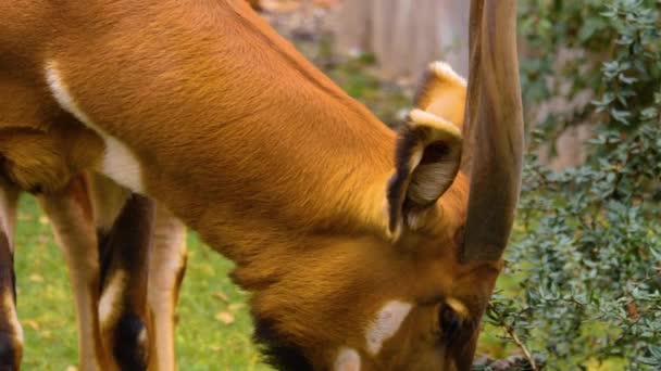 Gros Plan Antilope Bongo Par Une Journée Ensoleillée Printemps — Video
