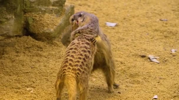 Close Meerkat Looking — Stock Video