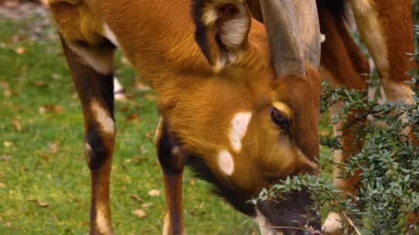 Gros Plan Antilope Bongo Par Une Journée Ensoleillée Printemps — Video
