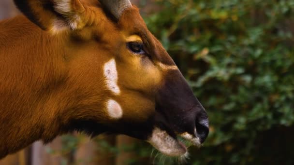 Sluiten Van Bongo Antilope Een Zonnige Dag Het Voorjaar — Stockvideo