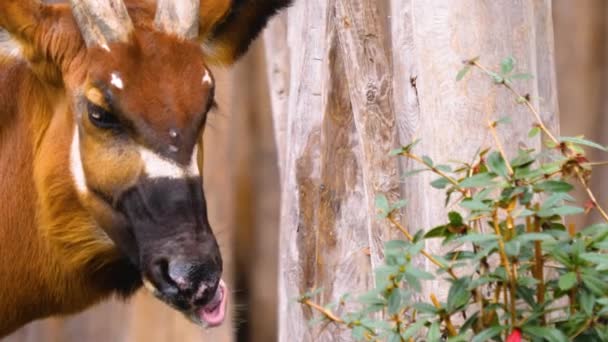 Sluiten Van Bongo Antilope Een Zonnige Dag Het Voorjaar — Stockvideo