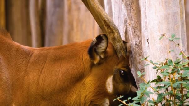 Gros Plan Antilope Bongo Par Une Journée Ensoleillée Printemps — Video