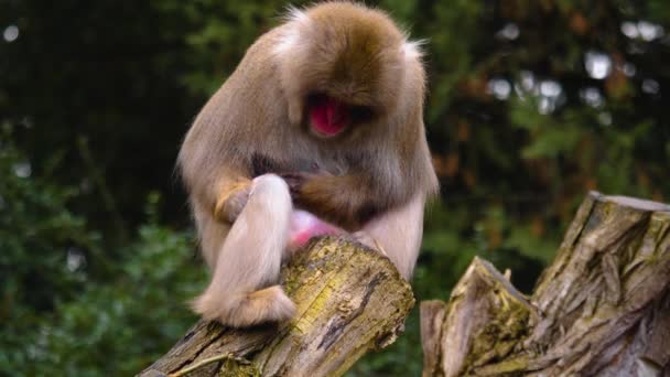 Nahaufnahme Eines Herumsitzenden Affen — Stockvideo