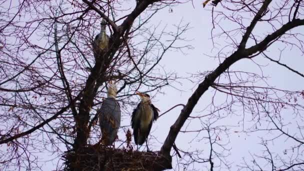 在树巢上的苍鹭 — 图库视频影像
