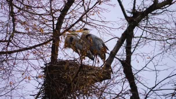 木の巣の上のヘロン — ストック動画