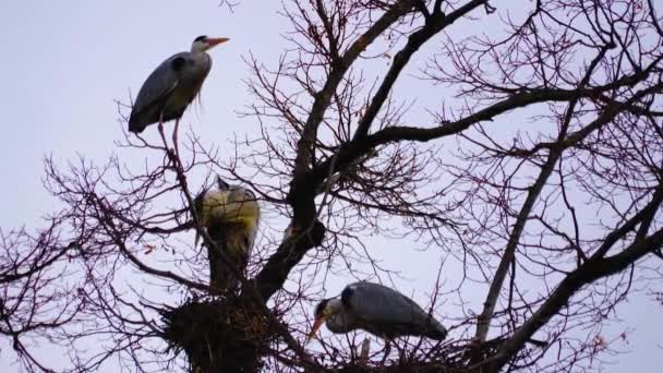 Aironi Cima Albero Che Nidifica — Video Stock