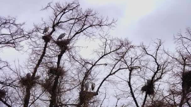 Garzas Parte Superior Árbol Anidando — Vídeo de stock