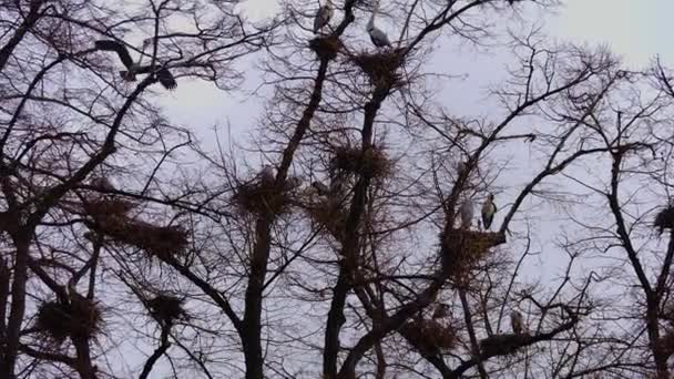 Reiher Nisten Auf Einem Baum — Stockvideo